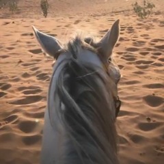 القـدر جـابـك