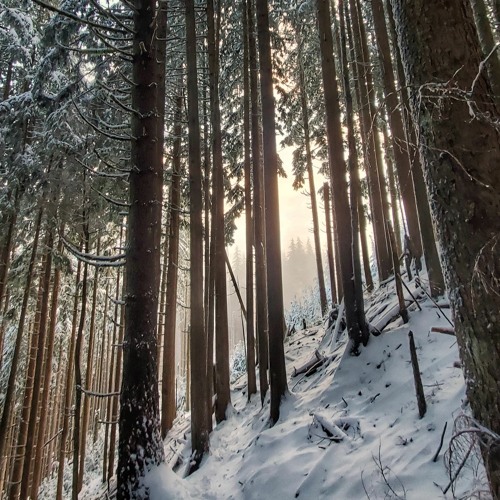 Sunny Lax - Forest Mix