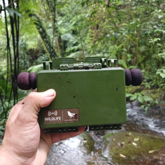 Morning birds along a river -- Salvaterra Private Protected Area, Veracruz, Mexico