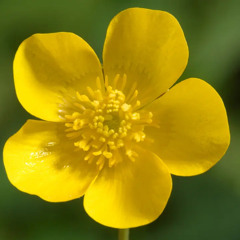 2. Buttercup (Master)