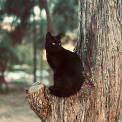 Le chat