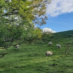 Poor Lambs