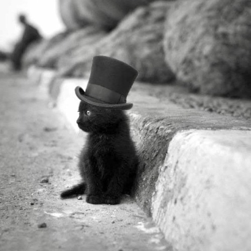meow 1312.mp3
