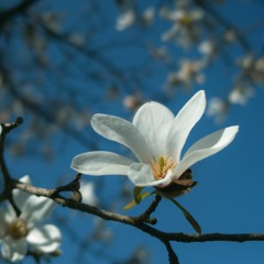 Magnolias