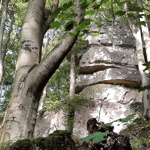 Wood Spirit  (collab Cosmic Majo)