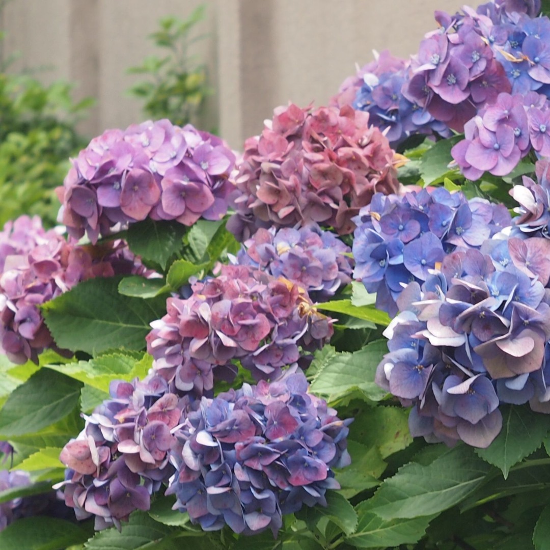 July