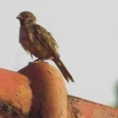 Nggak Mau Jatuh Cinta