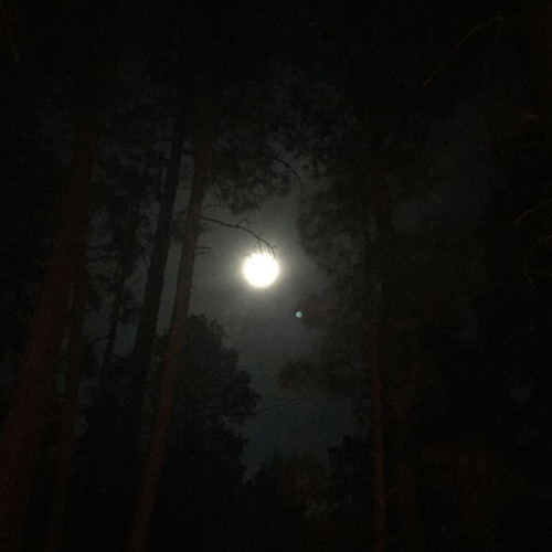 twilight ☾ boa [spedup+reverb]