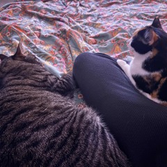 Complacency (with kitties)