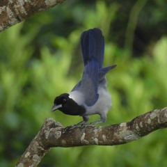 HISTORIAS DE BOSQUES AVES DE LA AMAZONIA A LOS ANDES