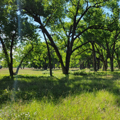 Dawn Chorus Along the Arikaree - Cottonwood Stand - Fox Ranch, East Side - June 1, 2025