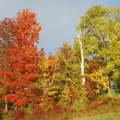 Dusk is Falling Down