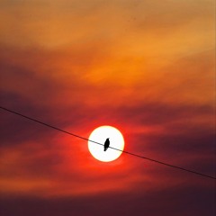 Distracted By Paradise