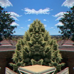 Dirty Flowers Ft BENJI PK