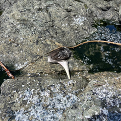 bird of prey