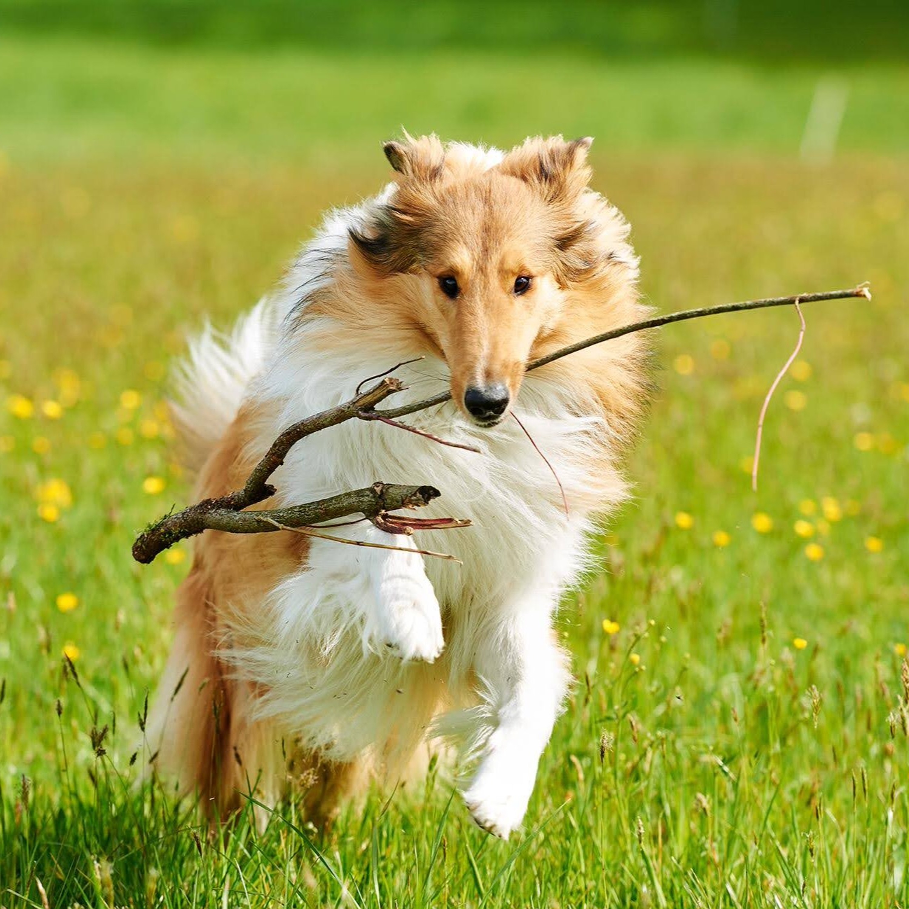 Quattro Stagioni 50 - Cani indipendenti? (24.6.2021)