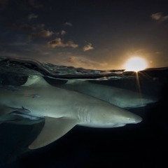 seeinglights - shark < prod. by yiuvo & animawav >