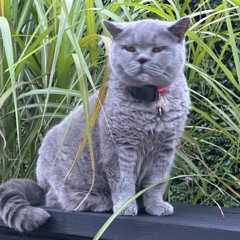 Sweet Old Grey Lady