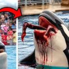 JESSICA DOLPHIN ATTACK >> jessica killed by dolphin