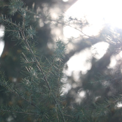 dew.clouds