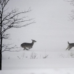 The First Wet Snow