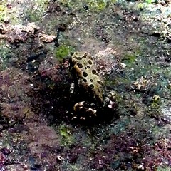 ON Da MOVE [PapaPedro Beats]