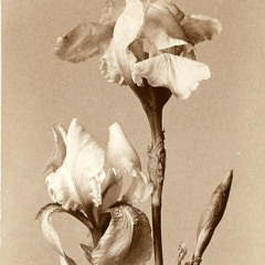 𝑆𝑡𝑜𝑟𝑚 𝑜𝑓 𝑝𝑎𝑠𝑠𝑖𝑜𝑛