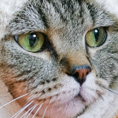 COVER - John Redcorn