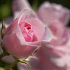 Novemberrosen
