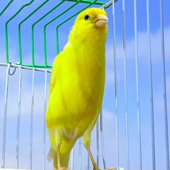 Canary Bird  - اقوى تغريد كناري للتسميع و تهييج الانات للتزاوج صوت رقم 4