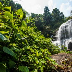 Documentary Rain Forest