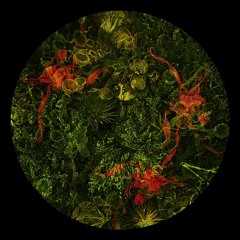 Primitif - Floh