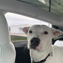 AN EVENING WITH DEV #005