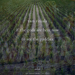 Beati Pacifici (naviarhaiku599)