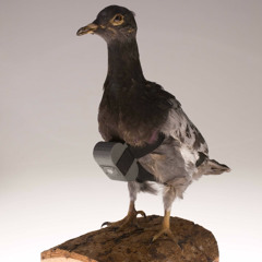 kashmustdie - PIGEON (instrom) [slump audios exclusive + dj banned + chris finesse]