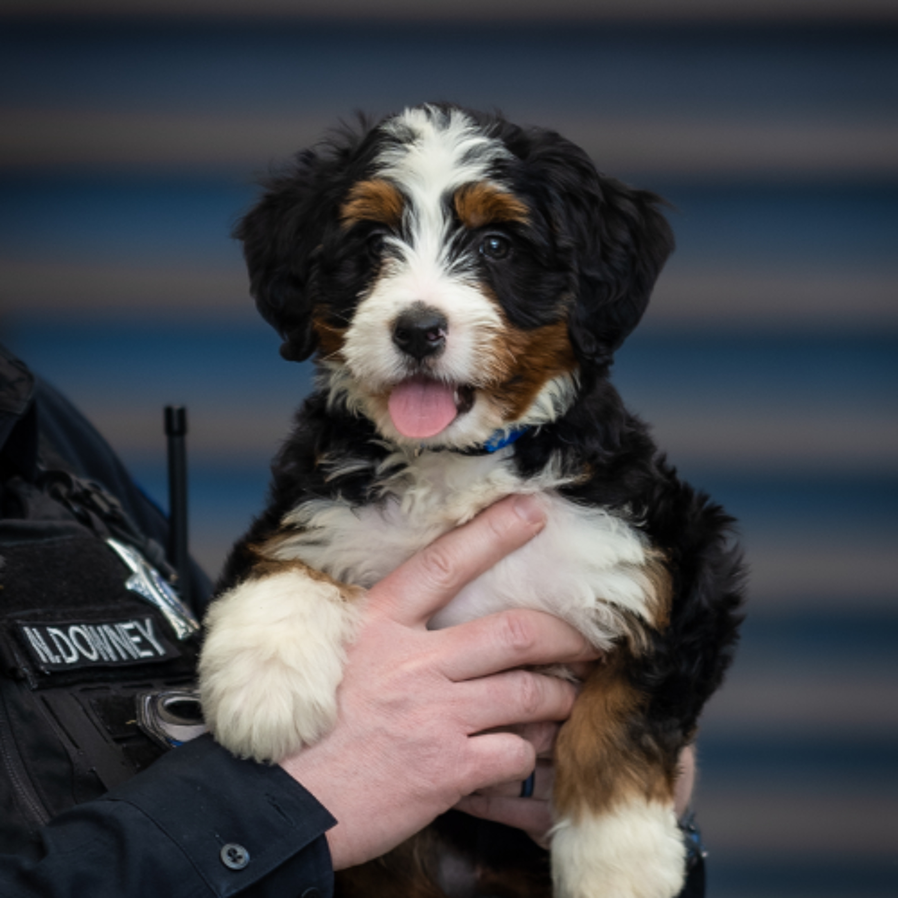 Strider the bernedoodle begins therapy work at Thunder Ridge High School episode artwork