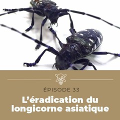 L’éradication du longicorne asiatique