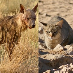 Ode to Brown Hyena & African Wildcat