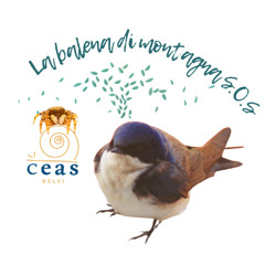 Ragnetto e rondine - La balena di montagna S.O.S