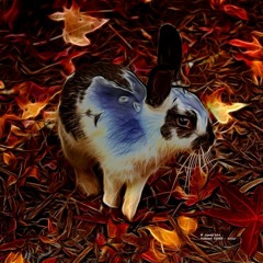 Down The Rabbit Hole