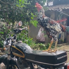 MENCARI ALASAN ( 3 pemuda berbahaya) feat DELISA HERLINA & SALLSA BINTAN