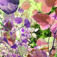 Rose petals