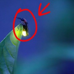 fireflies demo (prod. docent)