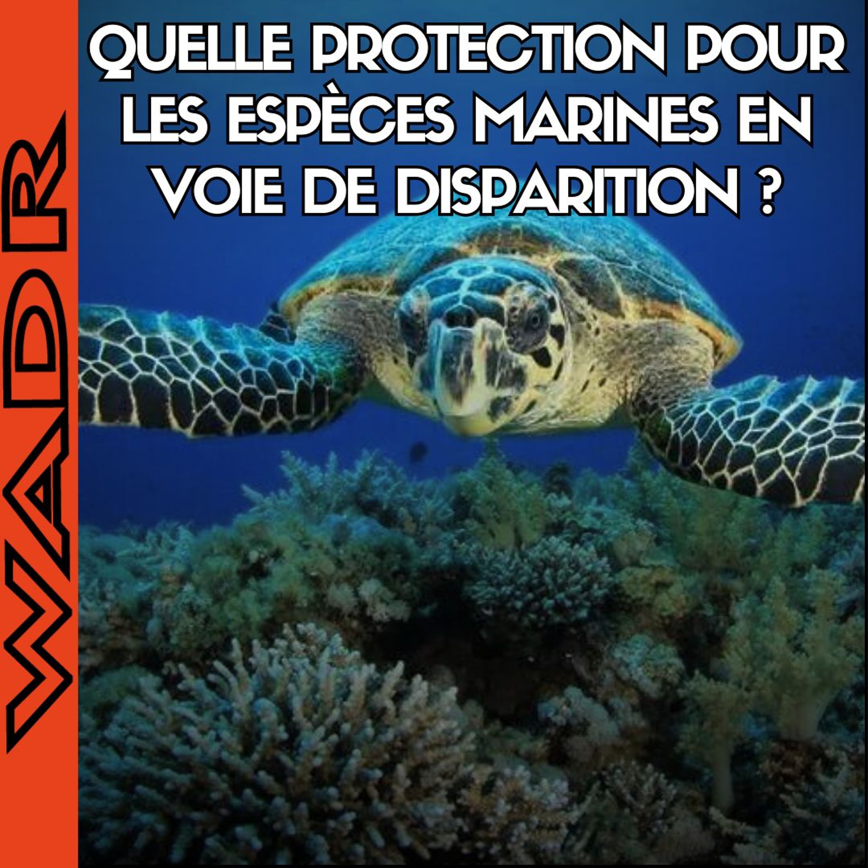Quelle Protection Pour les Espèces Marines En Voie De Disparition ? - PLANÉTERRE episode artwork