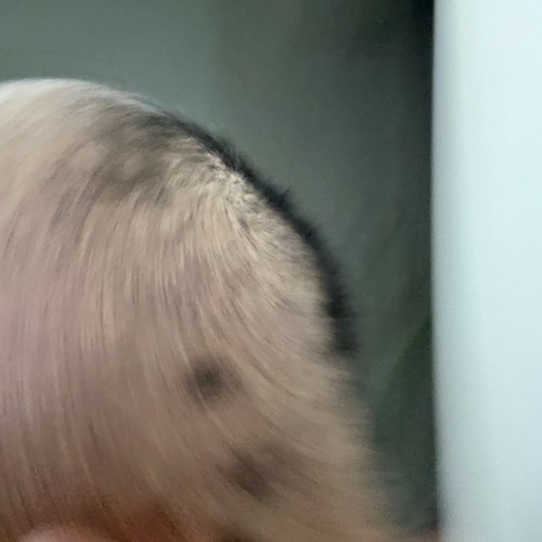 Ň$₽- Drop your mask off