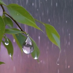 Raindrops and Reveries