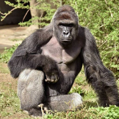 RIP HARAMBE(prod. Rollie)
