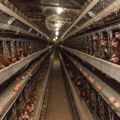 Caged Animal Devourment (Preview)