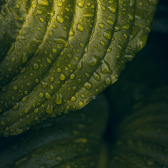 Naturalizma