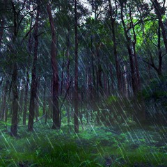 Rain Falling Sounds In Australian Forest (75 Minutes)
